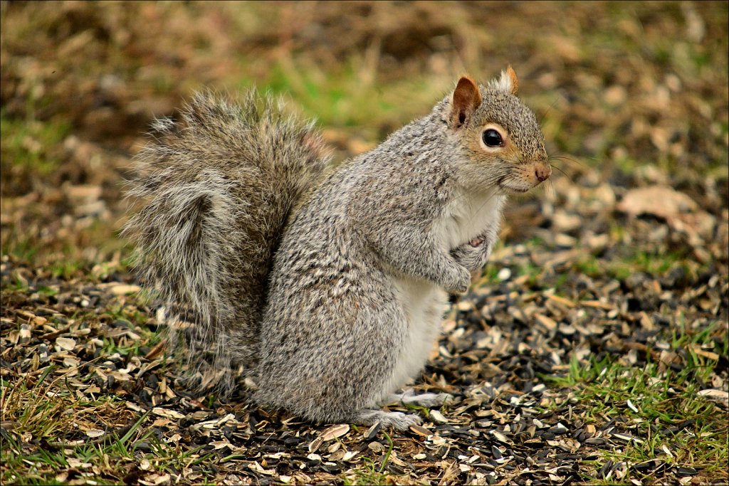 Mammals of New Jersey