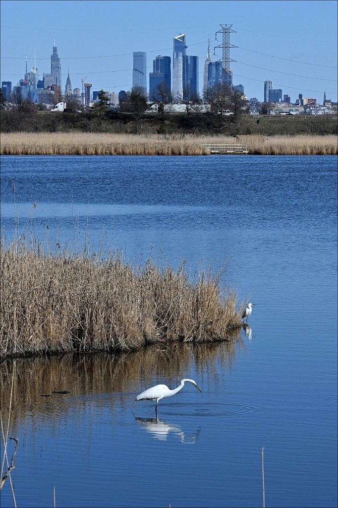 Great Egret