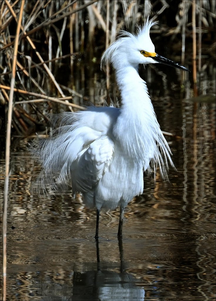 Snowy Egret