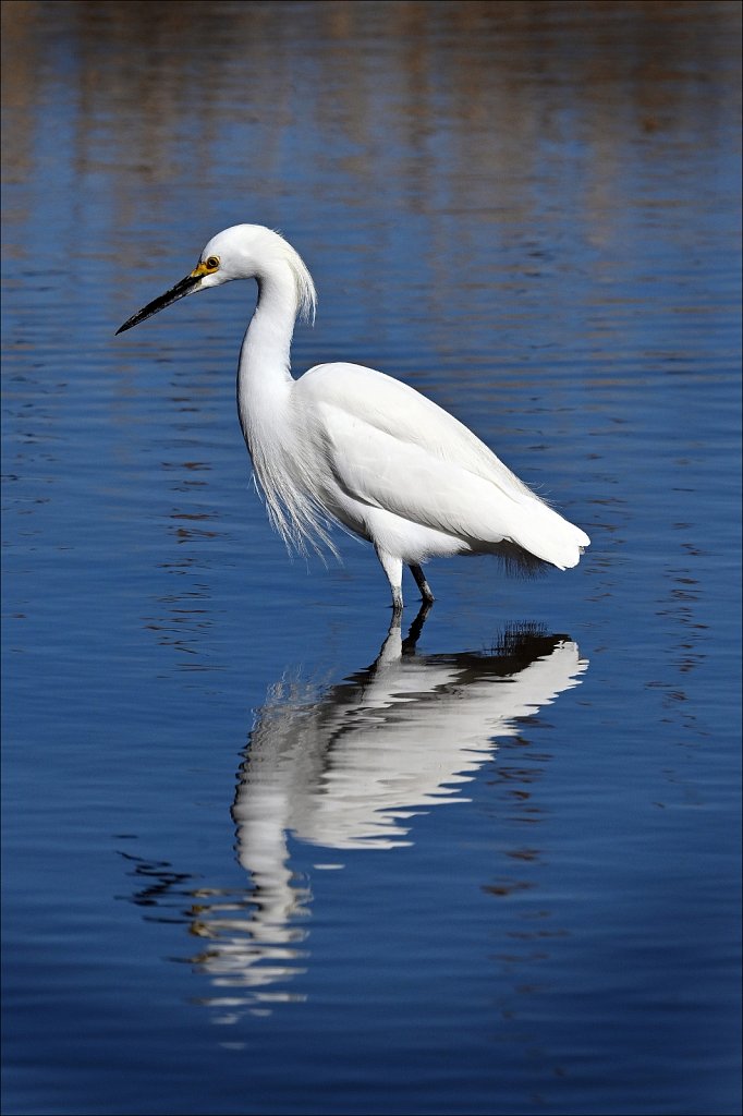 Great Egret