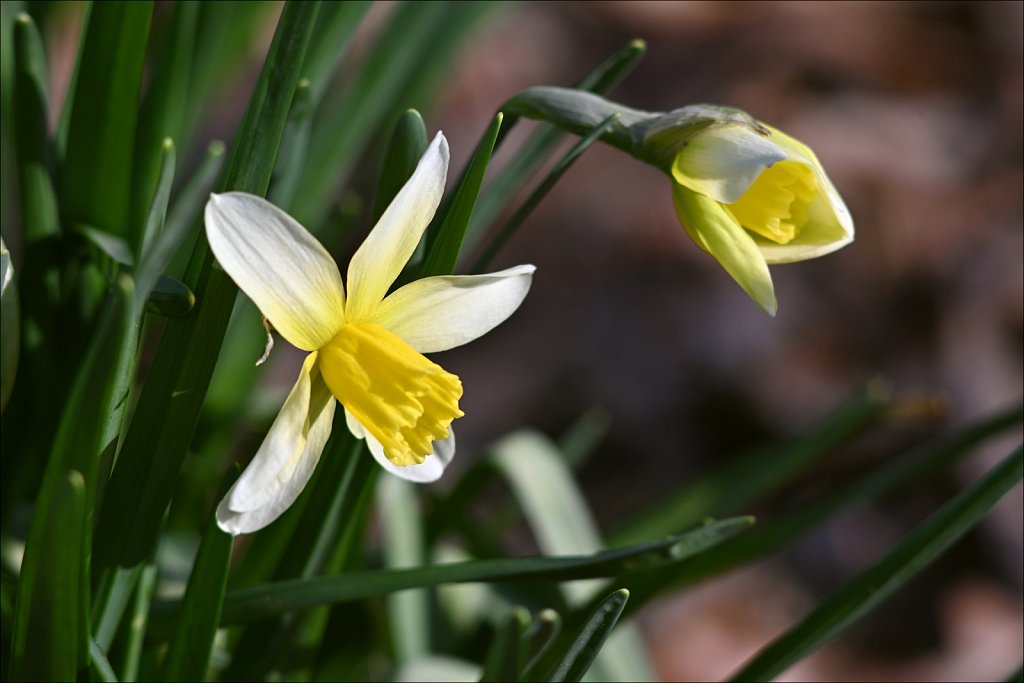 Daffodil