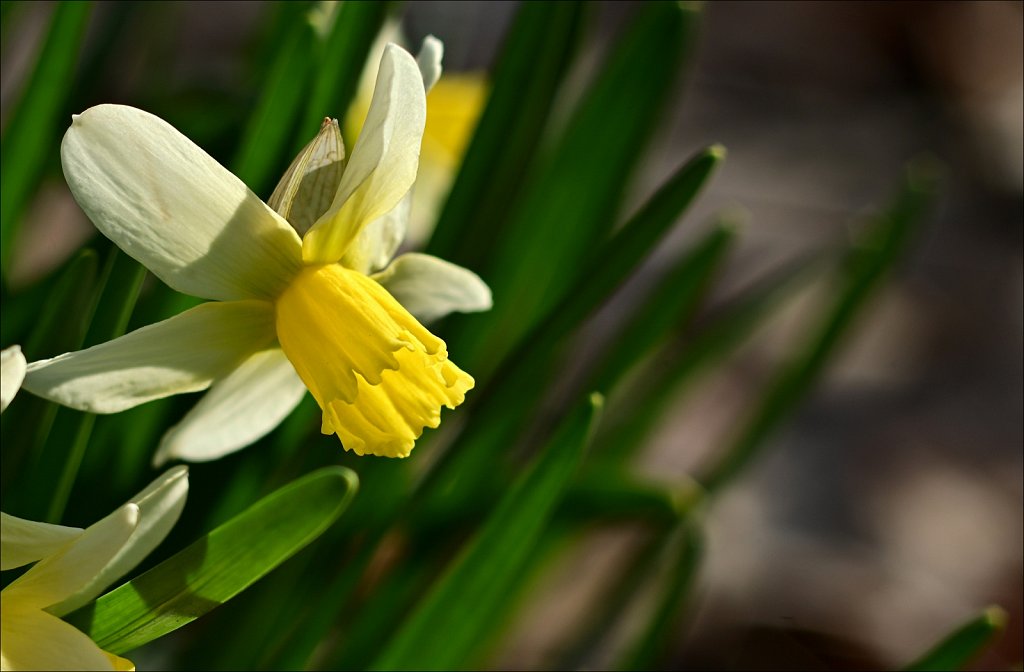 Daffodil