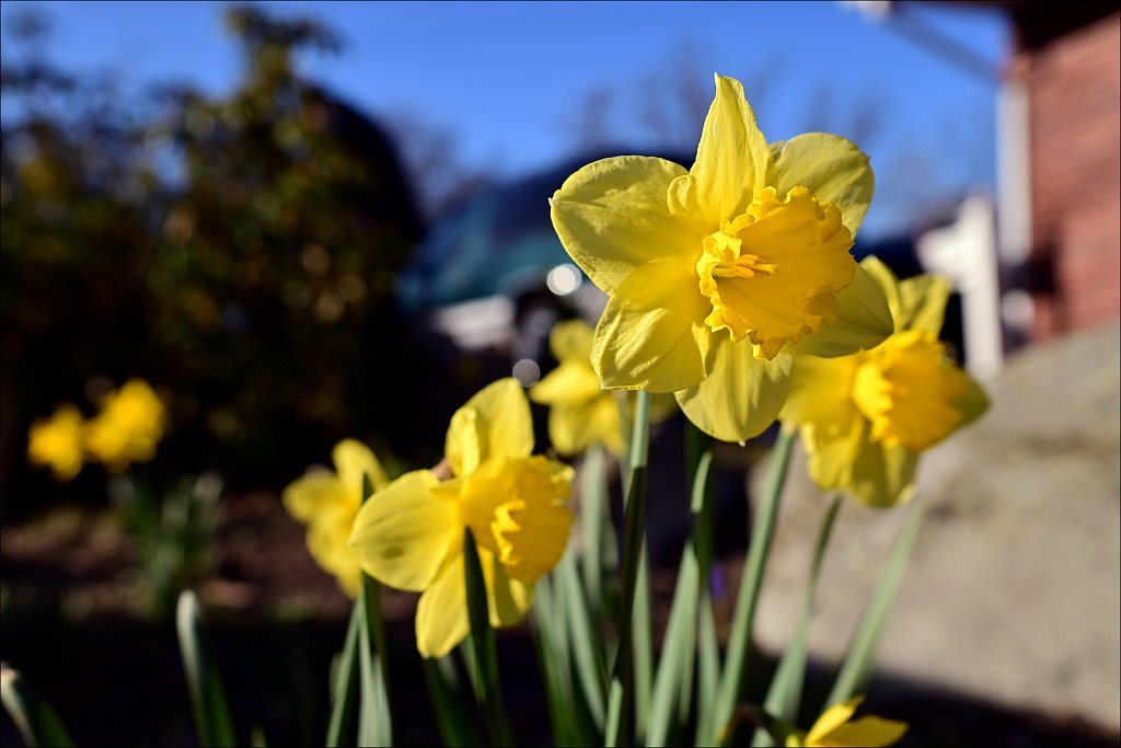 Daffodil