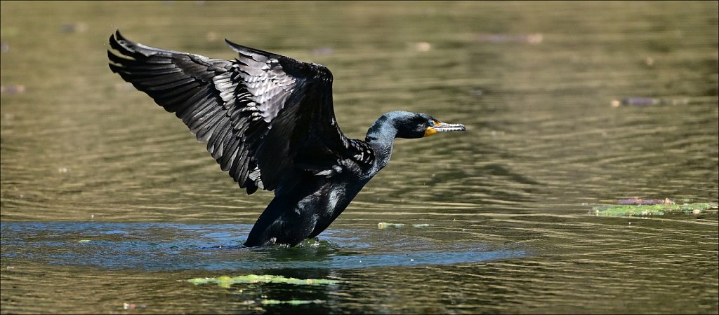 Cormorant