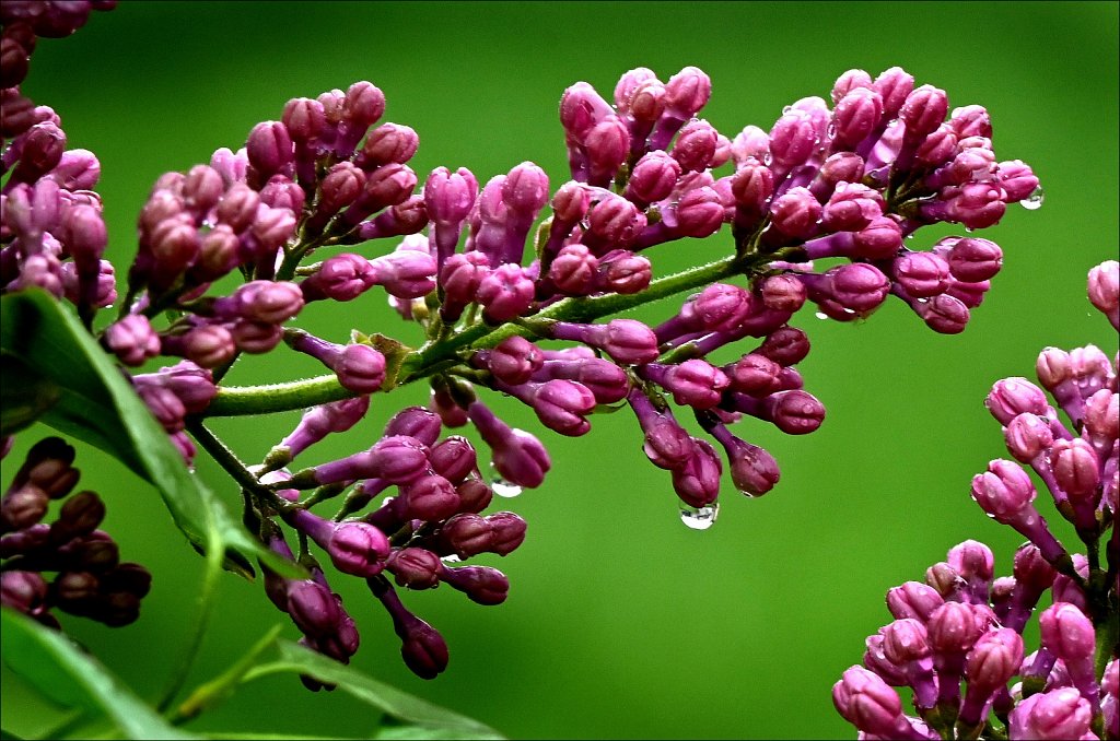 Lilac In The Rain