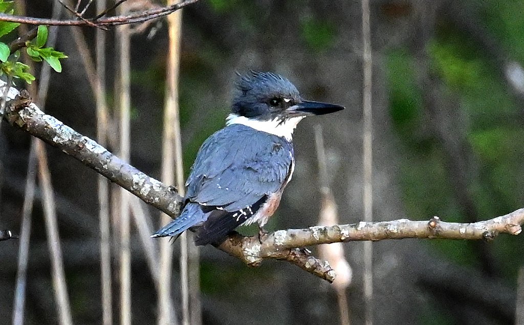 Kingfisher