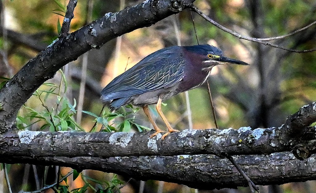 Yellow Crowned Night Heron