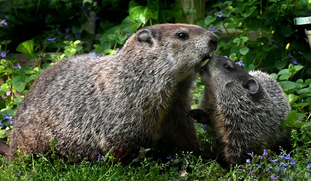 Woodchuck Family