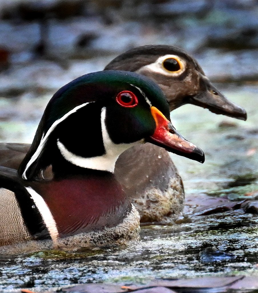 Wood Ducks