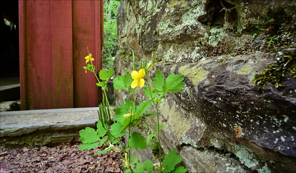 Thomas Mill Covered Bridge