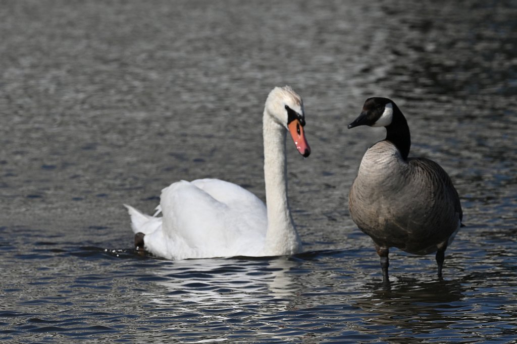 Swan Vs Goose
