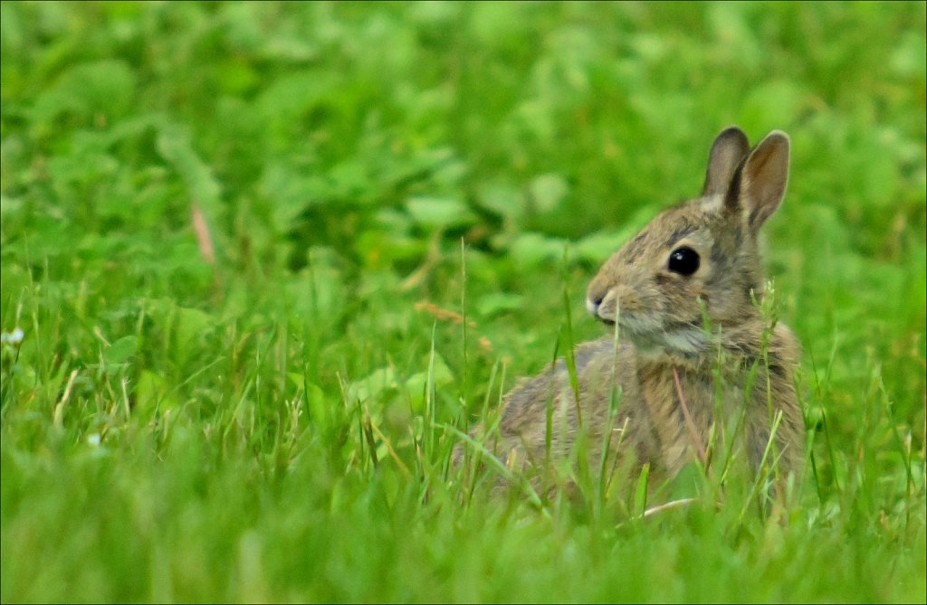 Little Rabbit