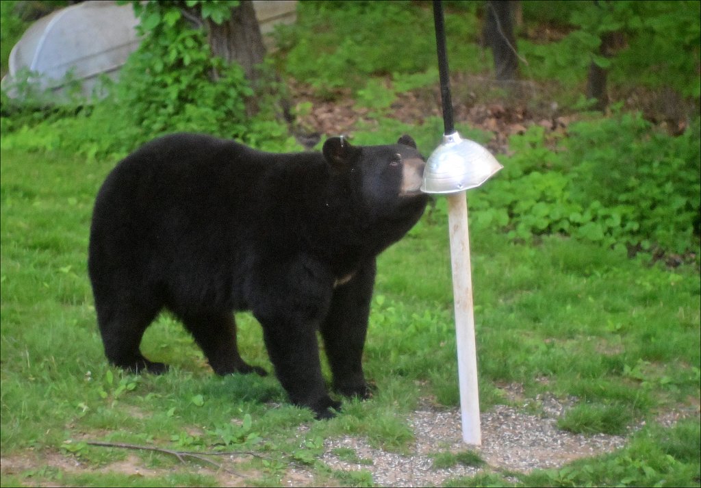 Black Bear