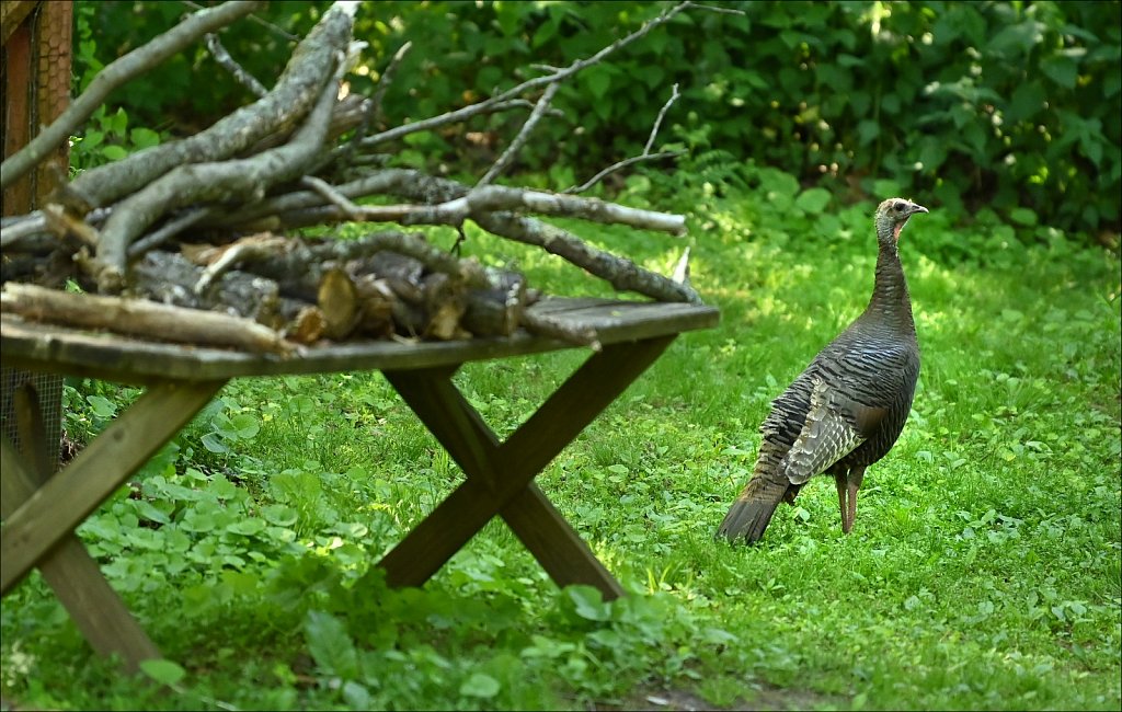 Wild Turkey (Hen)