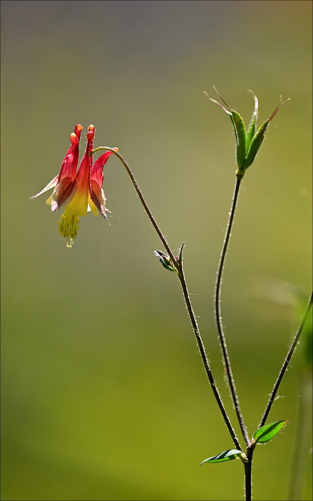 The Frelinghuysen Arboretum 