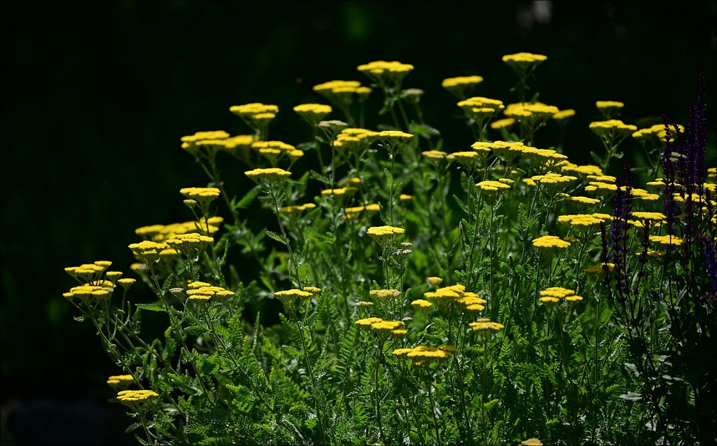The Frelinghuysen Arboretum 