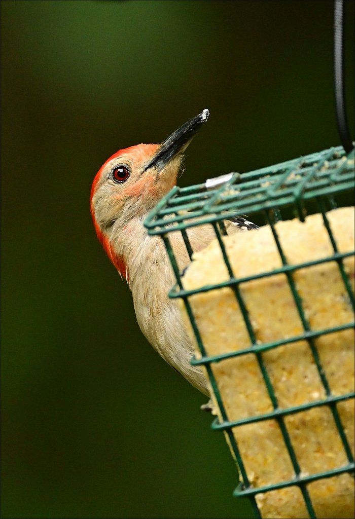 Red-bellied Woodpecker 