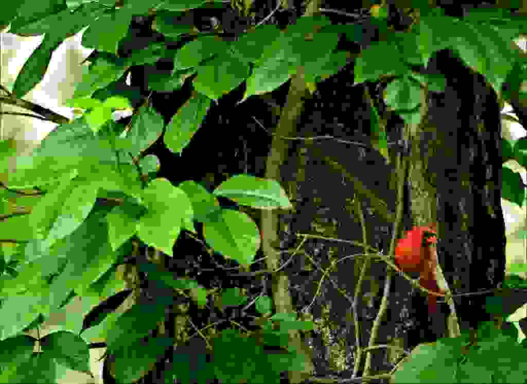 Northern Cardinal 