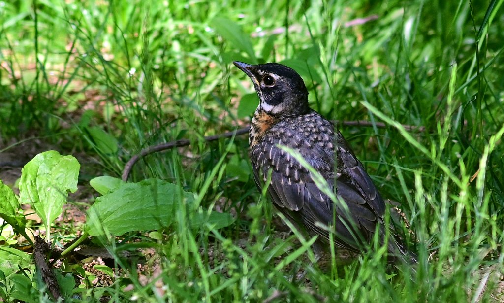 Robin with Genetic variation 