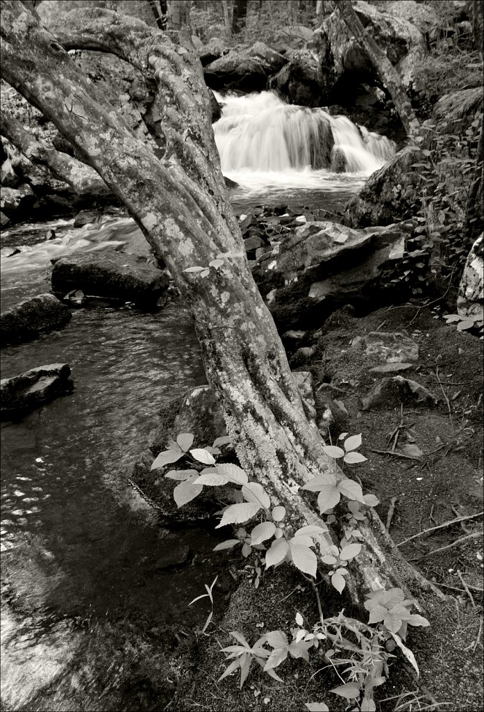 Sussex Branch Trail