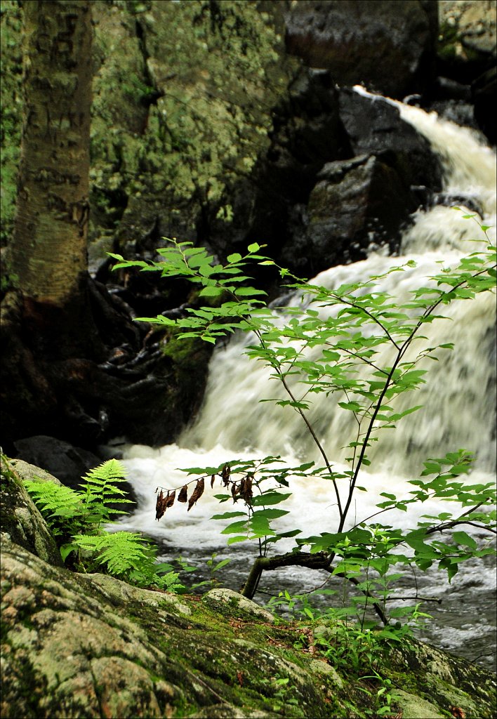 Sussex Branch Trail