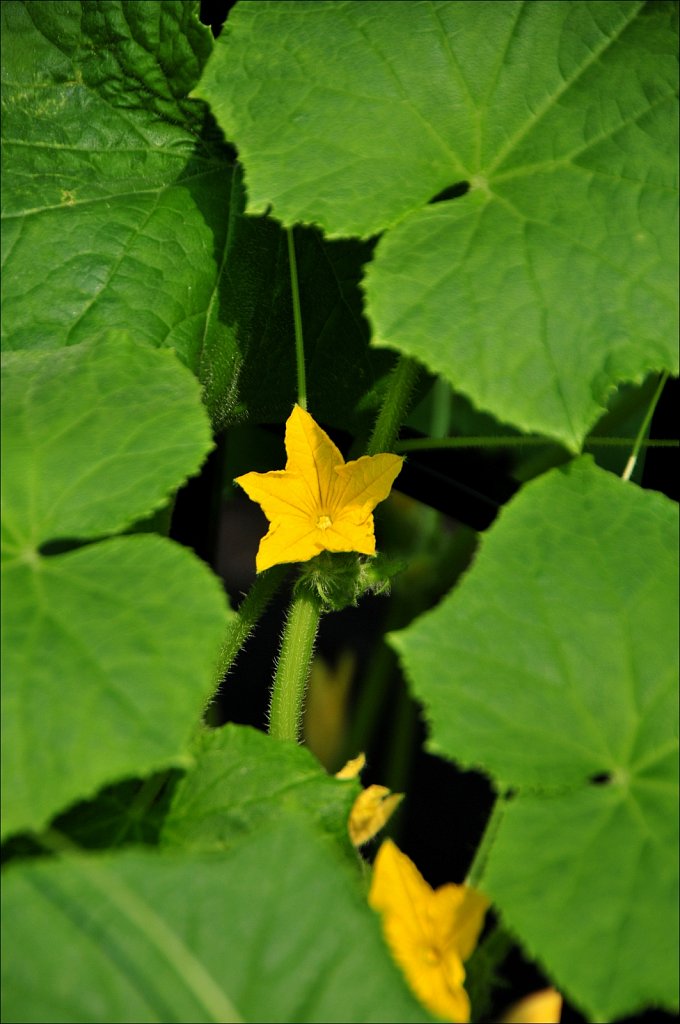 Cucumber Flower