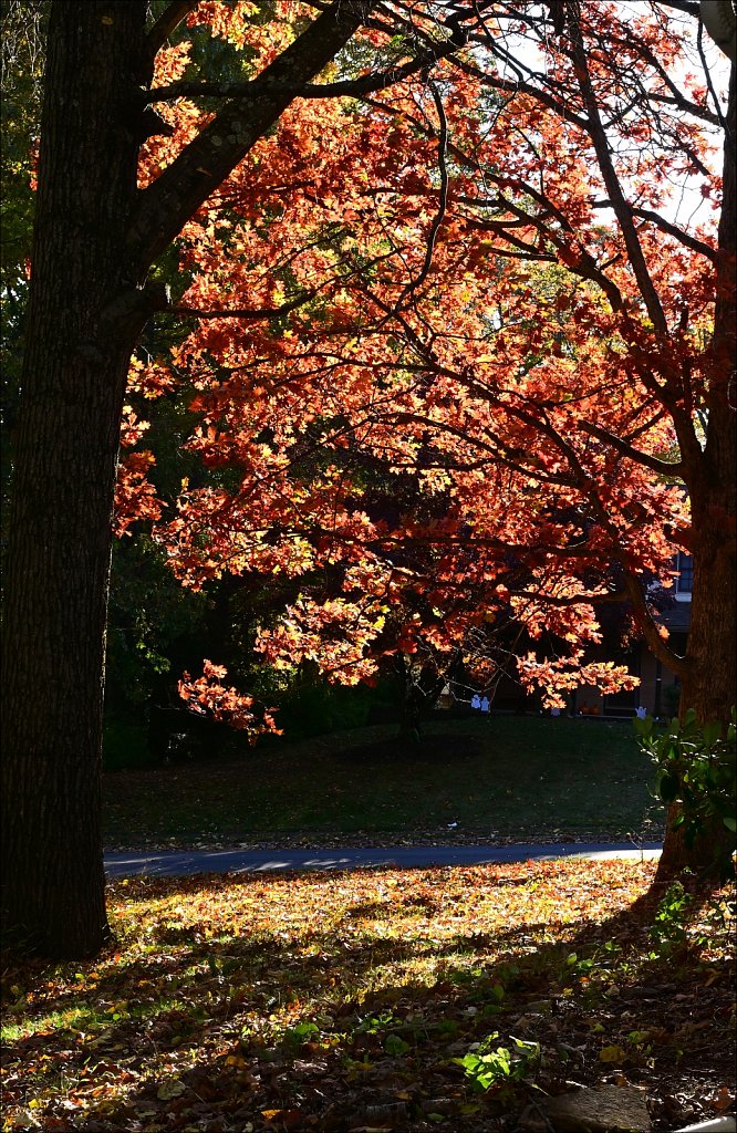 Colors of Fall