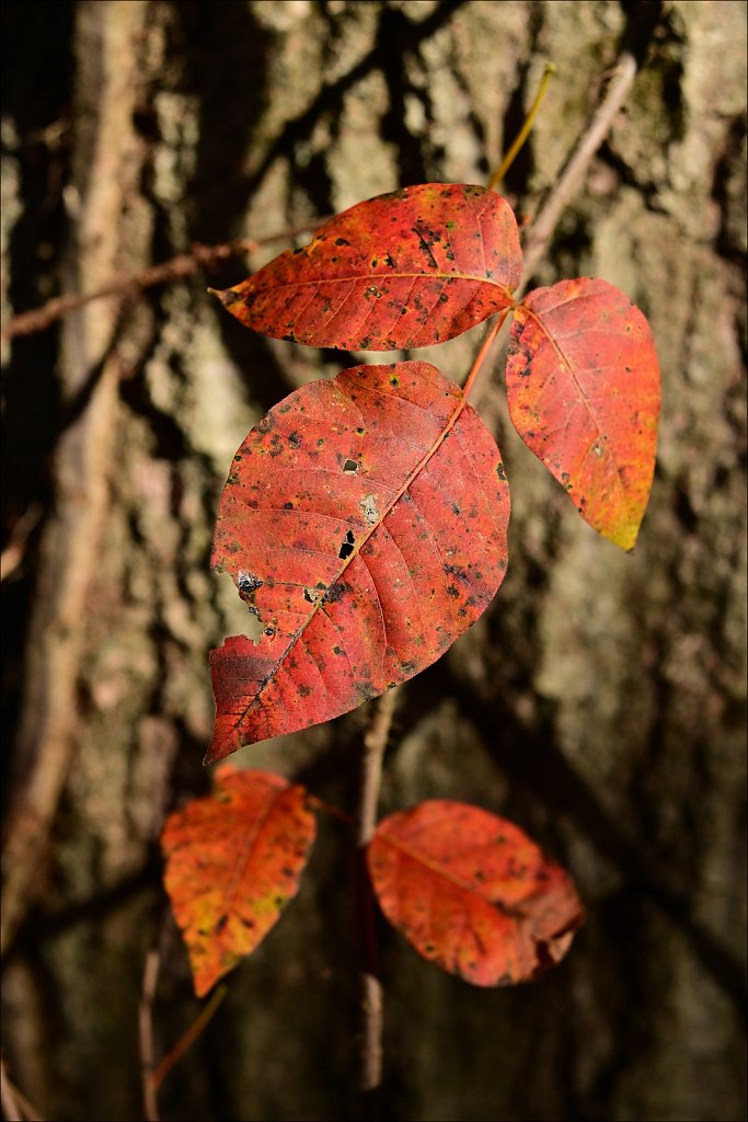 Colors of Fall