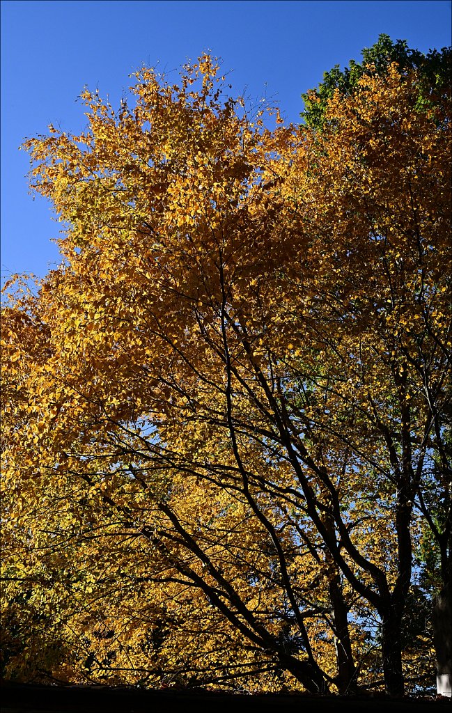 Colors of Fall