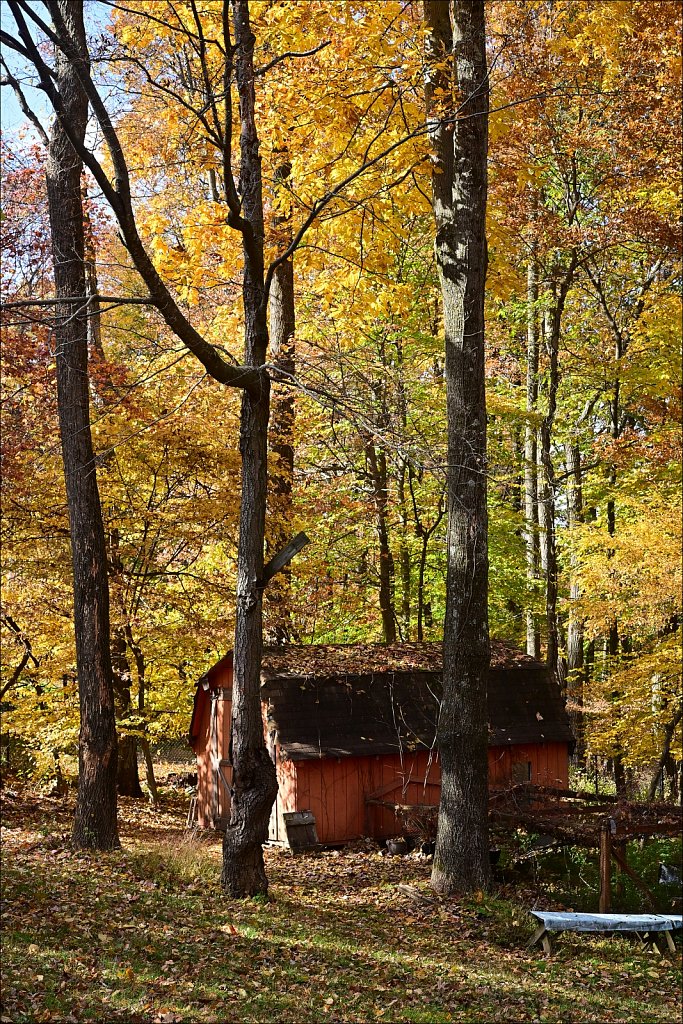 Backyard Color