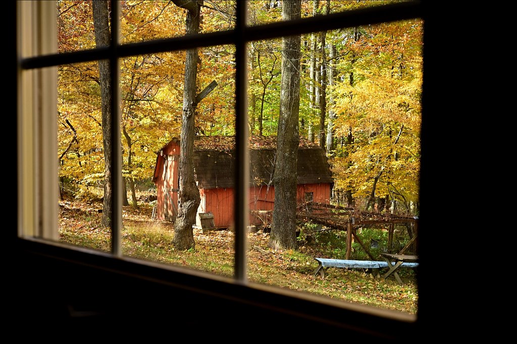 Backyard Color