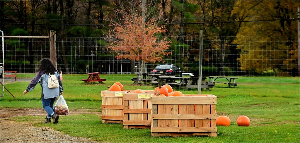 Apple Picking In Califon