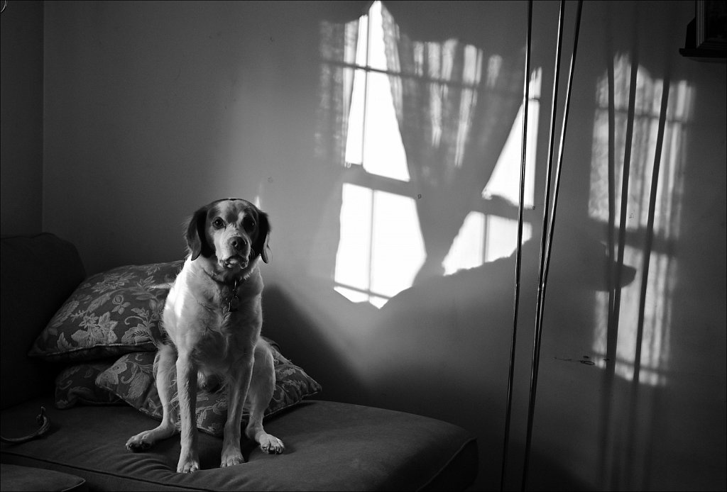 Copper in the Morning Light