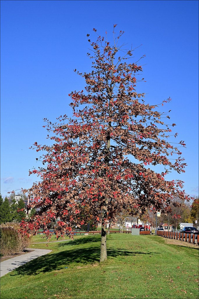 Turkey Brook Park