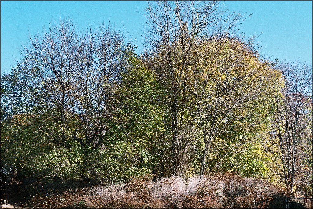 Turkey Brook Park