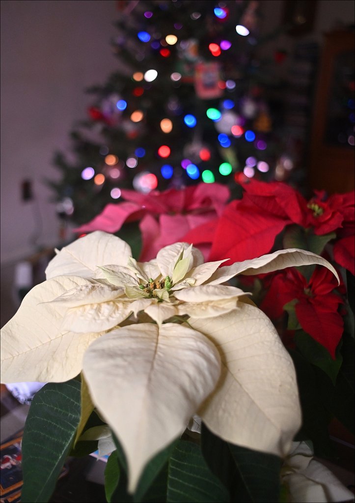 Poinsettia 