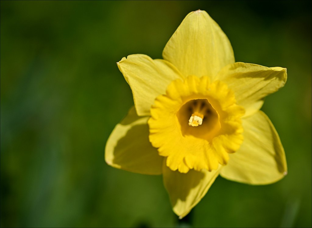 Early Daffodils 
