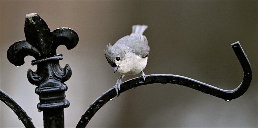 Tuffted Titmouse