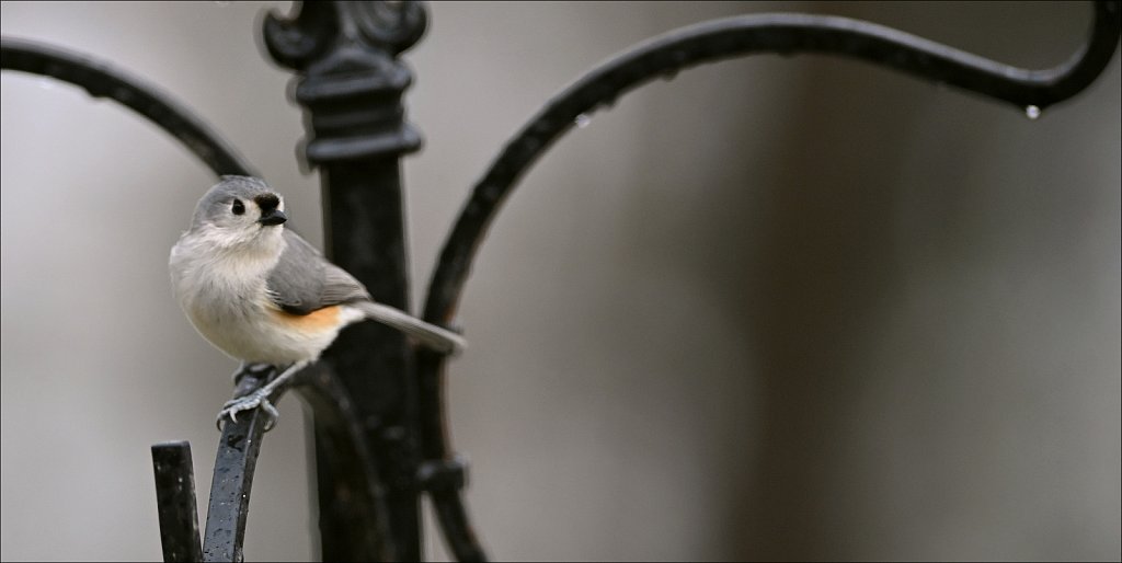 Tuffted Titmouse