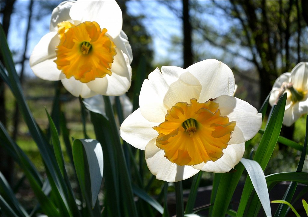 Hunterdon County Arboretum 