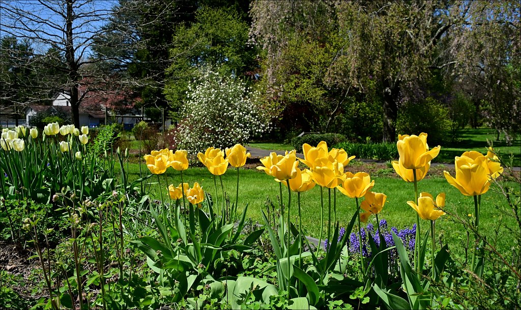 Hunterdon County Arboretum 