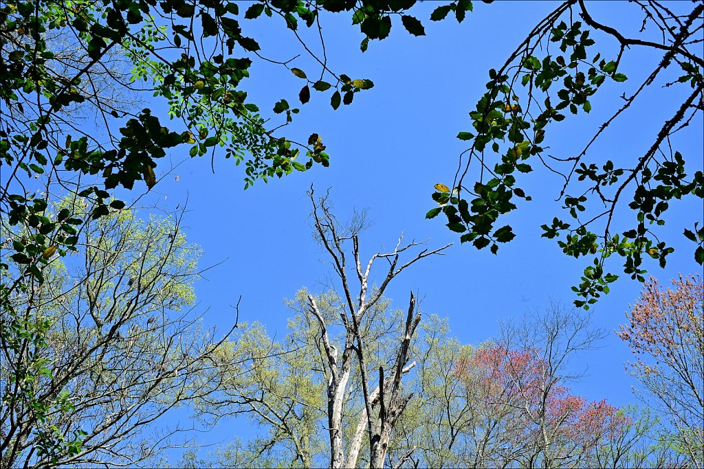 Hunterdon County Arboretum 