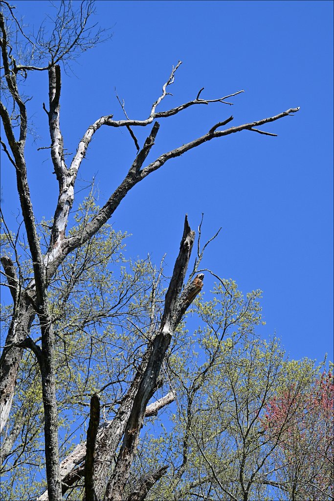 Hunterdon County Arboretum 
