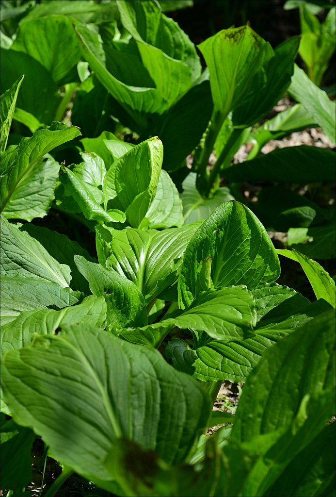 Hunterdon County Arboretum 