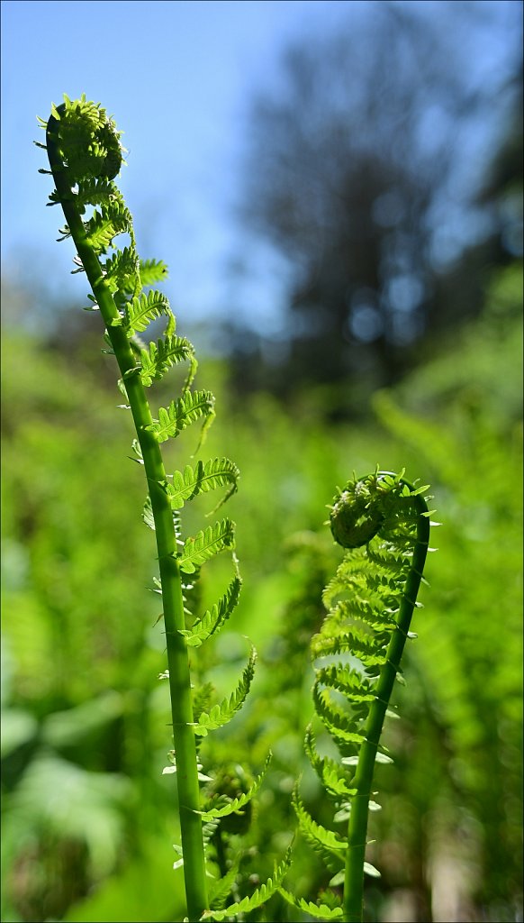 Hunterdon County Arboretum 