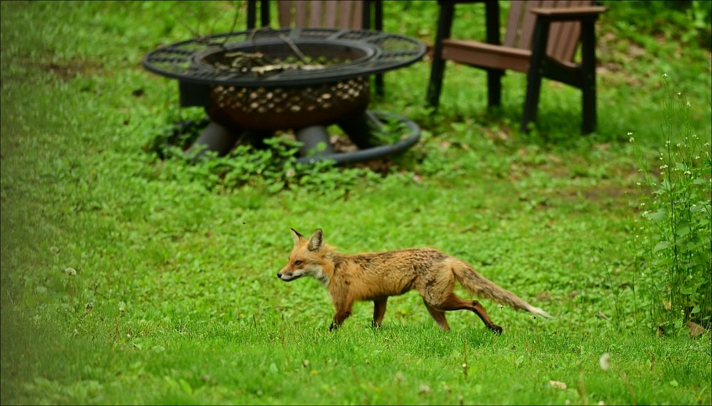 Red Fox