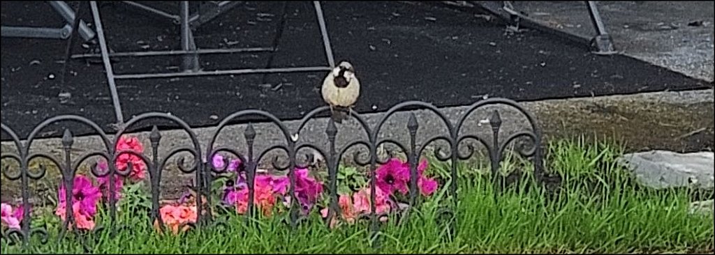 Bird On A Wire