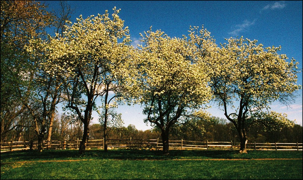 Jockey Hollow 