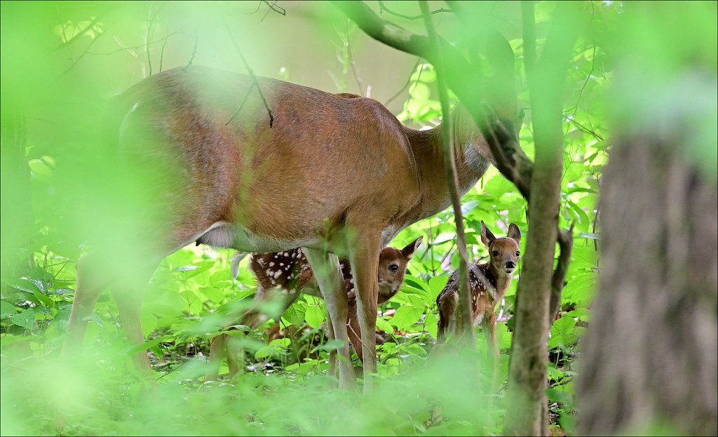 2024 Deer of The Year