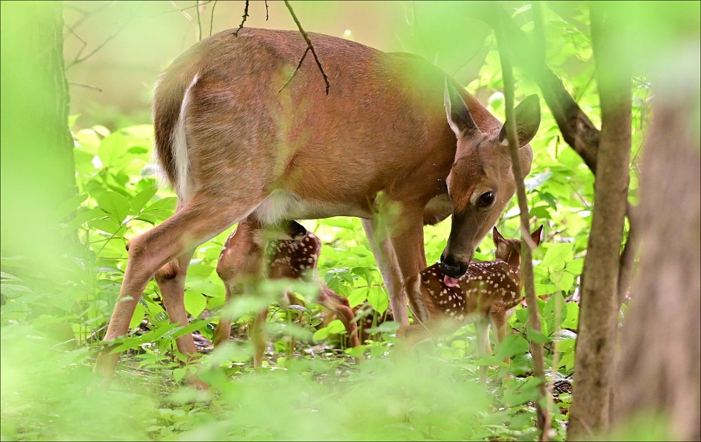 2024 Deer of The Year